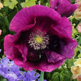 Close-up of a vibrant Heirloom Lauren's Grape Poppy Seeds Aka Papaver somniferum, Laurens Poppy, Purple Opium Poppies with a green center, surrounded by other colorful flowers.