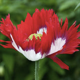 Heirloom Organic Danish Flag Popp with a green background