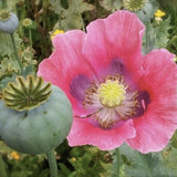 Pink Heirloom Organic Hens and Chicks Poppy Seeds  Aka Hen and chick papaver somniferum, Bread seed opium poppies with green seed head in a natural setting