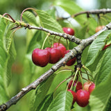 Organic Bing Cherry Tree on a branch with green leaves