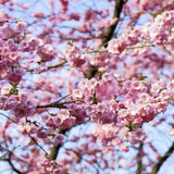 Close-up of pink Organic Bing Cherry Tree blossoms against a blue sky