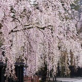 Weeping cherry blossom tree with pink flowers in a park setting