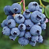 Bunch of blueberries on a branch with green leaves