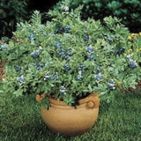 Potted Organic Heirloom Blueberry Bush on a grassy background