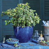 Potted Organic Heirloom Blueberry Bush on a blue surface with gardening tools