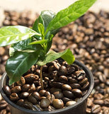 Organic Coffee Bean Tree Seeds  Arabica with coffee beans in the pot against a background of roasted coffee beans