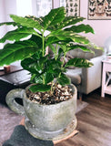 Organic Coffee Bean Tree Seeds  Arabica n a decorative pot on a wooden floor with a blurred background