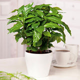 Organic Coffee Bean Tree Seeds  Arabica on a table with a cup of coffee in the background