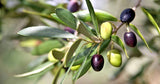 Heirloom Organic Olive Tree with green and black olives on a blurred natural background