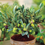 Potted Heirloom Organic Olive Tree plant with green olives and leaves on a blurred green background