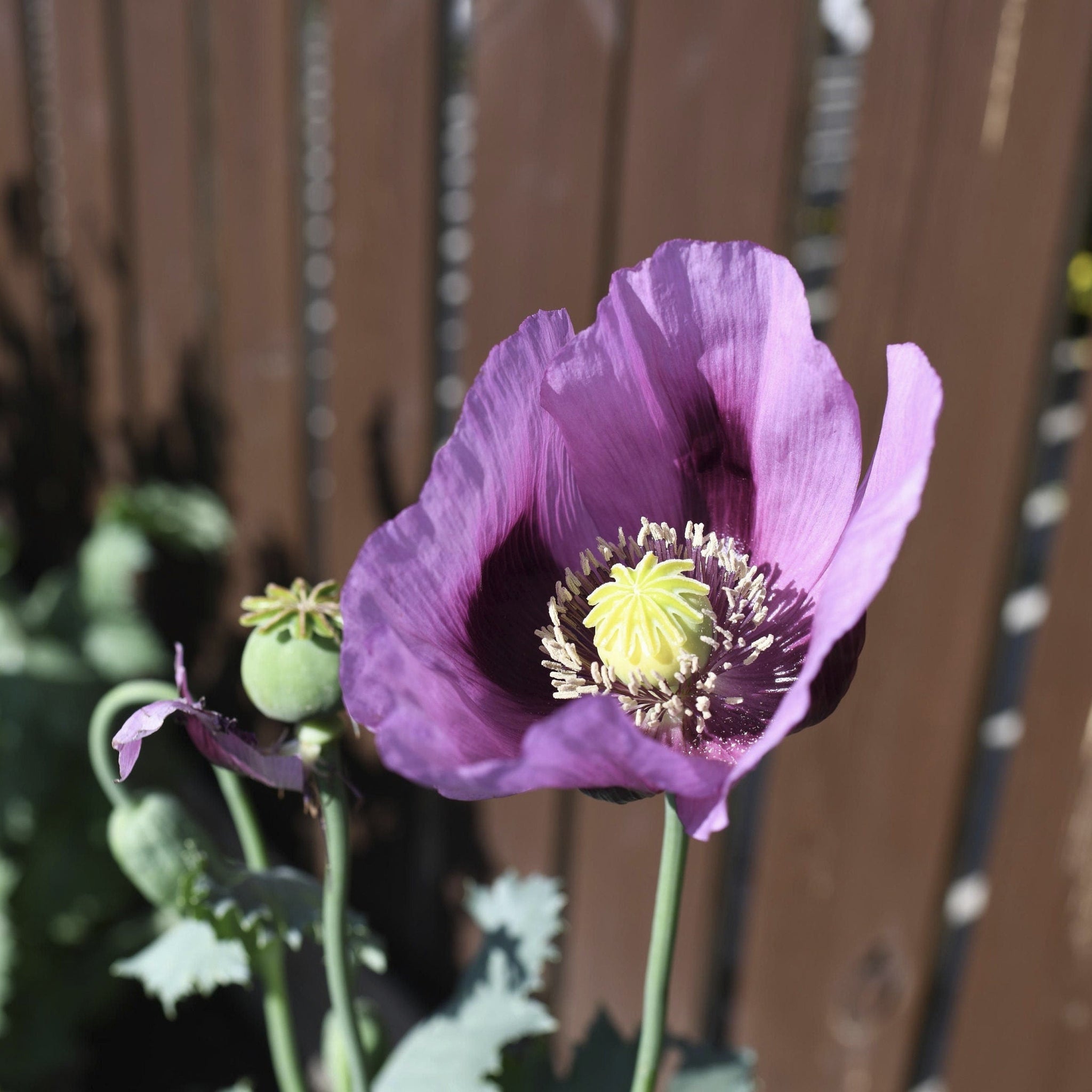 blue poppy seeds planting Hungarian Blue Breadseed poppy Seeds Aka Papaver somniferum L. , bulk poppy Seeds , Antique Poppies, Heirloom and Organic