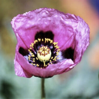 Hungarian Blue Breadseed poppy Seeds Aka Papaver somniferum L. , bulk poppy Seeds , Antique Poppies, Heirloom and Organic