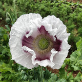 Heirloom Organic Tasmanian Alks White Poppy with purple center in a garden setting