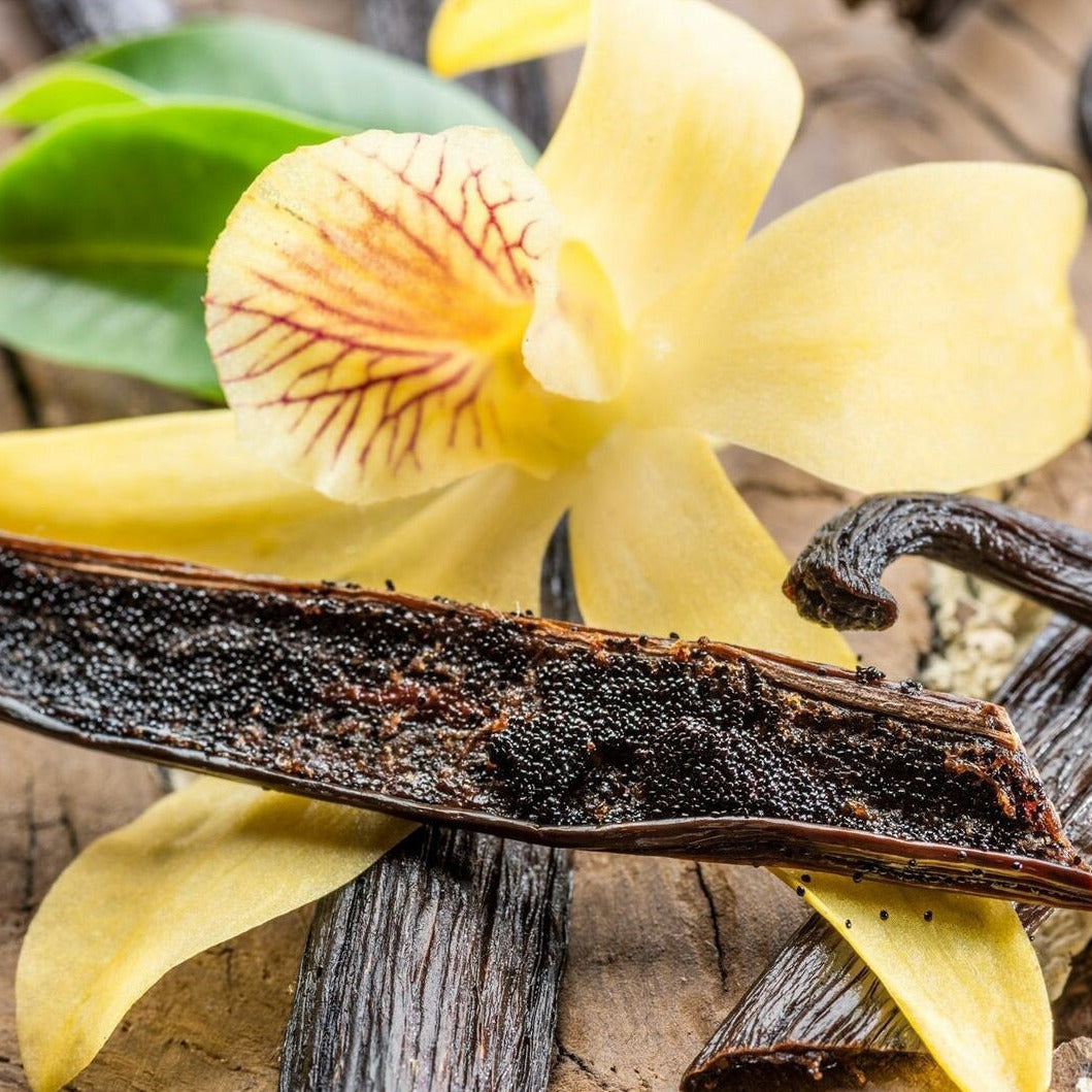 SEEDS Orchidee Vanille – Vanilla Planifolia, Medium Plant, Makkelijk Te Kweken In Alle Grondsoorten