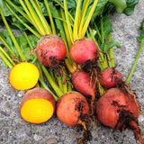 Heirloom Organic Detroit Gold Beets with green tops on a concrete surface