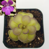 Pinguicula hemiepiphytica x cyclosecta plant with purple edges and a close-up of a purple flower.