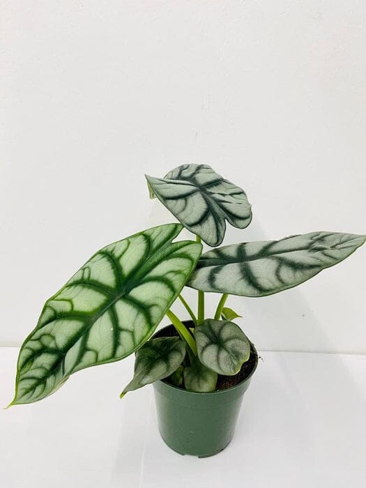 Alocasia Silver Dragon - Stunning Tropical Houseplant in 4