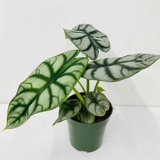 Potted Alocasia Silver Dragon with large green leaves on a white background