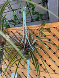 Capitata Maroon
