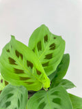 Maranta Leuconeura Kerchoveana