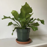 Potted 'Bird's Nest' Fern on a white surface with a plain background