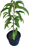 Nam Doc Mai # 4 Dwarf Mango Tree, Grafted