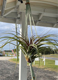 Hanging  Capitata Maroon plant in a macrame holder against a road and sky background