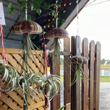 Hanging air plants in decorative holders against a wooden fence.
