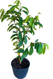Potted Soursop Guanabana with green leaves on a white background