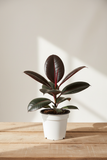 Ficus Elastica 'Burgundy'