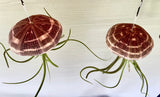Two Hanging Sea Urchin with intricate patterns on a white background