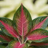 Chinese Evergreen 'Lady Valentine'