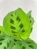 Maranta Leuconeura Kerchoveana