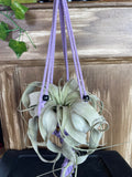 Hanging Xerographica air plant with purple rope against a wooden background