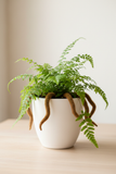 Rabbit's Foot Fern