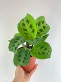 Maranta Leuconeura Kerchoveana