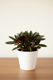 Peperomia Rosso