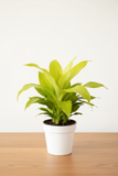Dracaena Deremensis 'Lemon Lime'