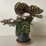 'Peacock' Makoyana Calathea