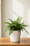 Austral Gem Fern