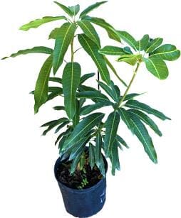 mango house plant Juliette Mango Tree Grafted