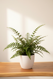 Mahogany Fern