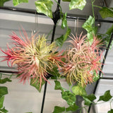 Ionantha Fuego Ball (small)