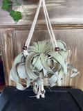 Hanging Xerographica air plant on a wooden surface
