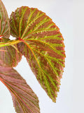 Begonia Brevirimosa Exotica