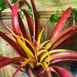 Colorful Yellow Stars plant with red and yellow leaves against a wooden background