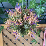 Tillandsia Ionantha ball plant with purple flowers on a wooden surface with green leaves in the background