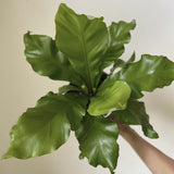 Hand holding a potted 'Bird's Nest' Fern with large green leaves against a neutral background