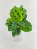 Maranta Leuconeura Kerchoveana
