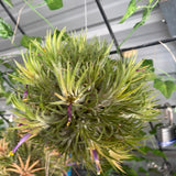 Hanging Ionantha ball plant with green leaves and purple flowers in a greenhouse setting